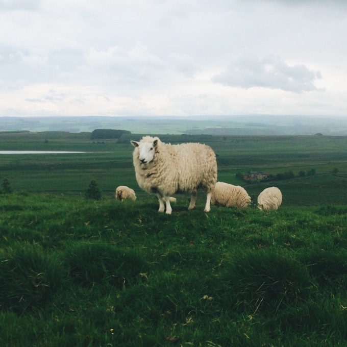 Hadrian's Wall Hike | thekitchenpaper.com