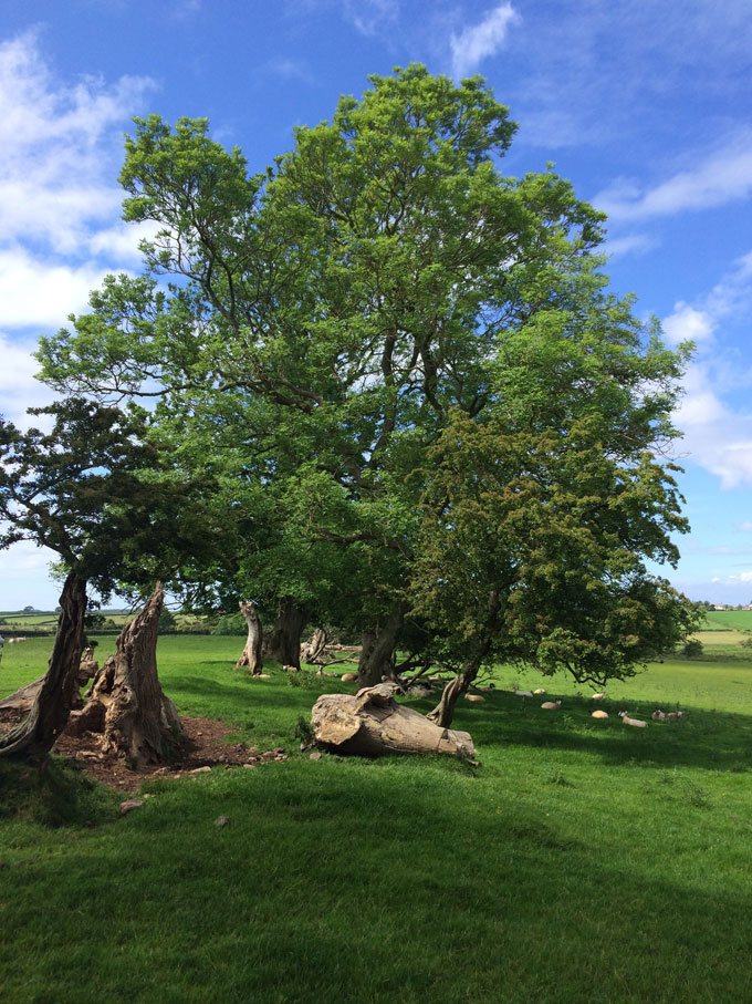 Hadrian's Wall Hike | thekitchenpaper.com