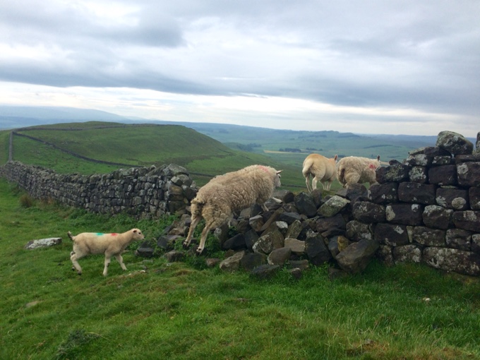 Hadrian's Wall Hike | thekitchenpaper.com