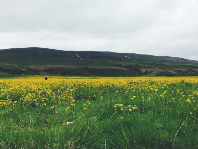 Life in Pictures: Iceland | thekitchenpaper.com