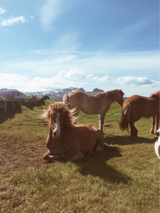 Life in Pictures: Iceland | thekitchenpaper.com