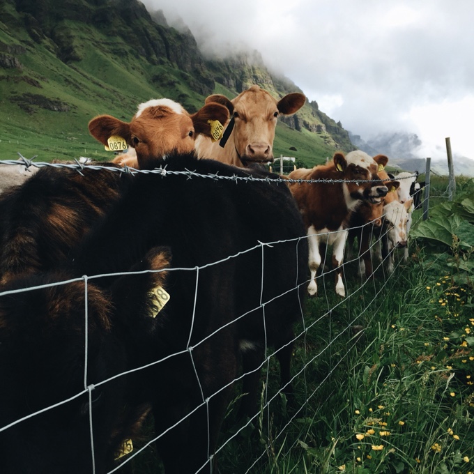 Life in Pictures: Iceland | thekitchenpaper.com